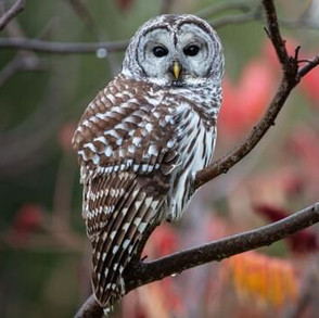 barredowl.jpeg