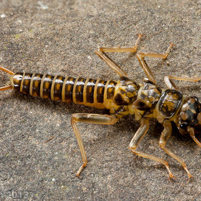 stoneflylarvae.jpeg