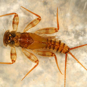 mayflylarvae.jpeg