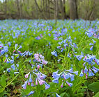 bluebells-2019.jpeg