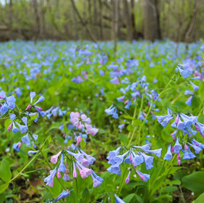bluebells-2019.jpeg