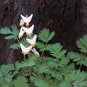 dutchmans-breeches.jpeg