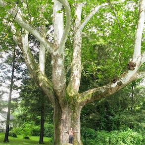 sycamore.jpeg