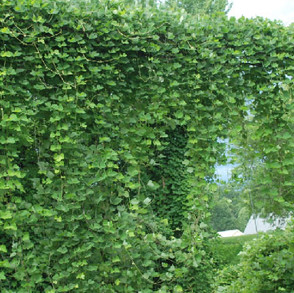 invasive-kudzu.jpeg