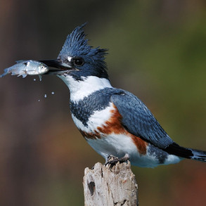 beltedkingfisher2.jpeg