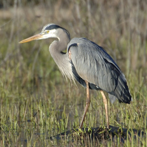 classic-great-blue-heron-pose.jpeg