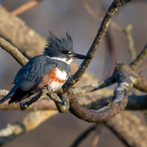 kingfisher.jpeg