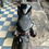 Imej kecil: 2012/13 TRUIMPH 1090 STREET TRIPLE R