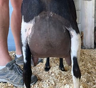 janet-rear-udder_orig_edited.jpg