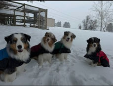 Christine's "furry grandchildren".