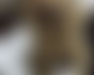 犬の名前