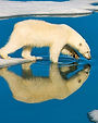 polar-bear_hero_short_4096x1420_.jpeg