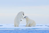 POLAR BEAR_0.jpeg