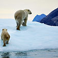 Polar-bear-reproduction-1-e1652257186204.jpeg