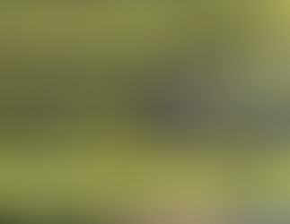 Call for Artists: Translucent | Opaque