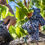 Miniaturbild: Traubenernte Puddu Sardinien