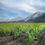 Miniaturbild: Weingut Puddu Sardinien