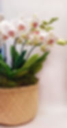 Kopie van orchideewit.jpg