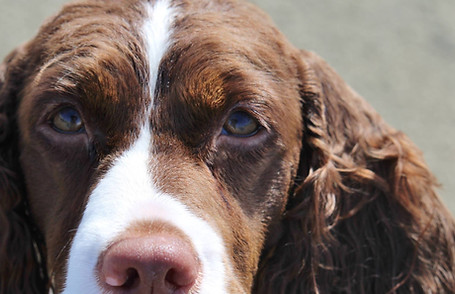 english springer spaniel female