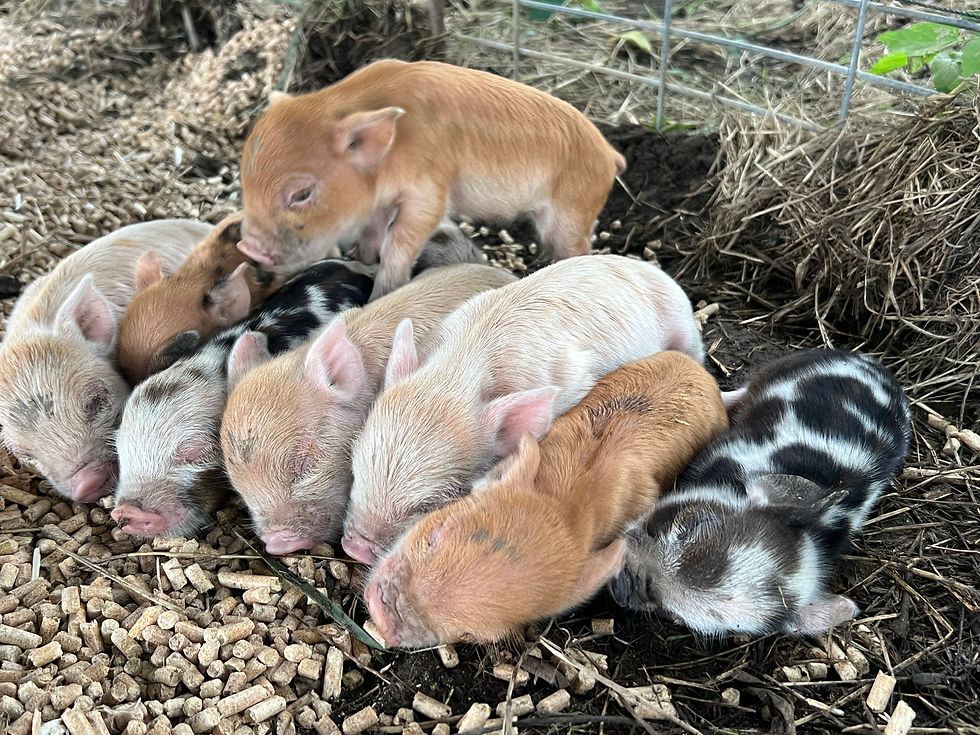 A litter of 11 Kune Kune Piglets, kept us busy in late July as we plan to butcher out a few more hogs this fall to fill our freezer and that of a few others on our wait list!