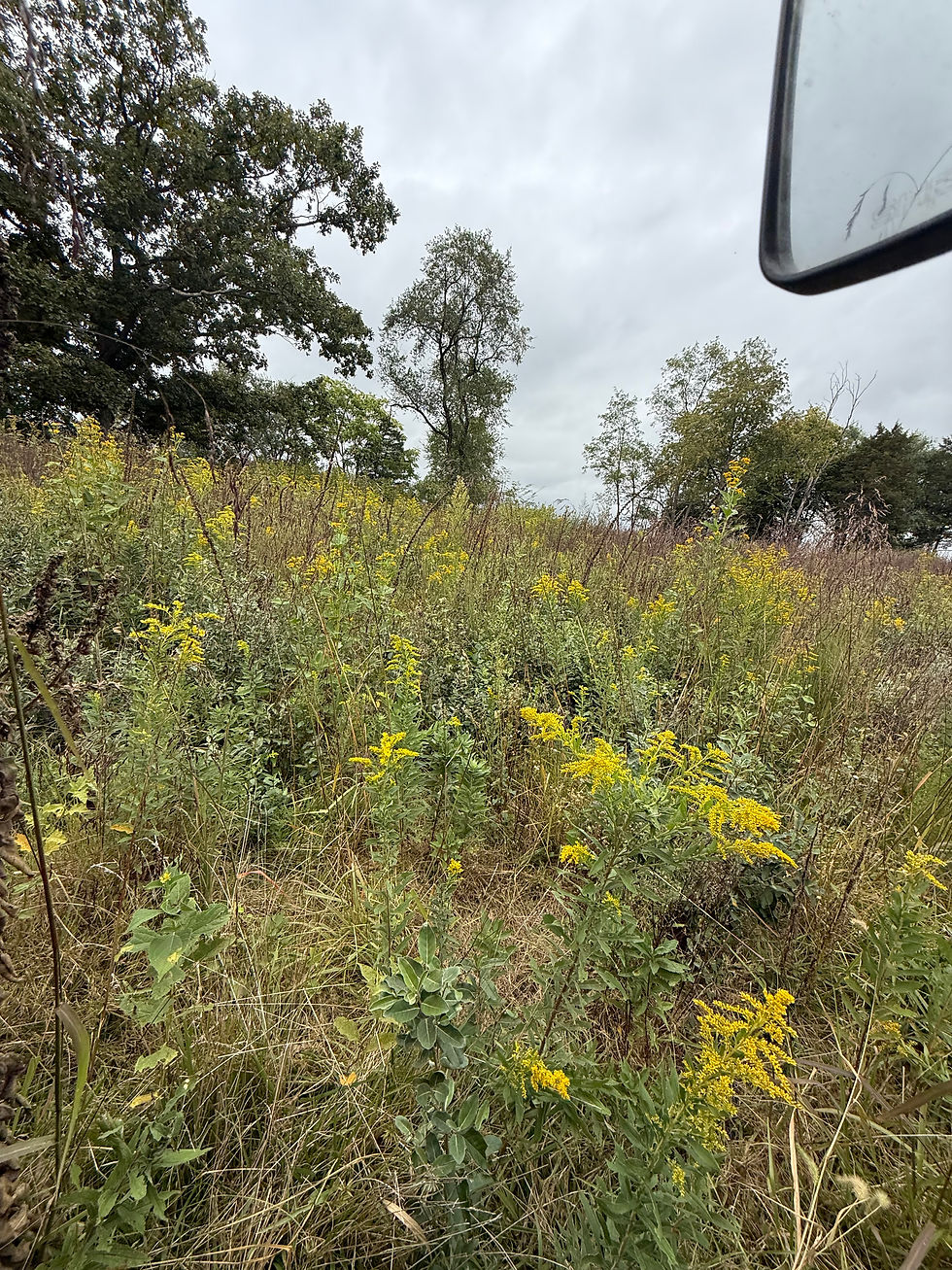 Goldenrod: An Underrated Herb with a Golden Touch