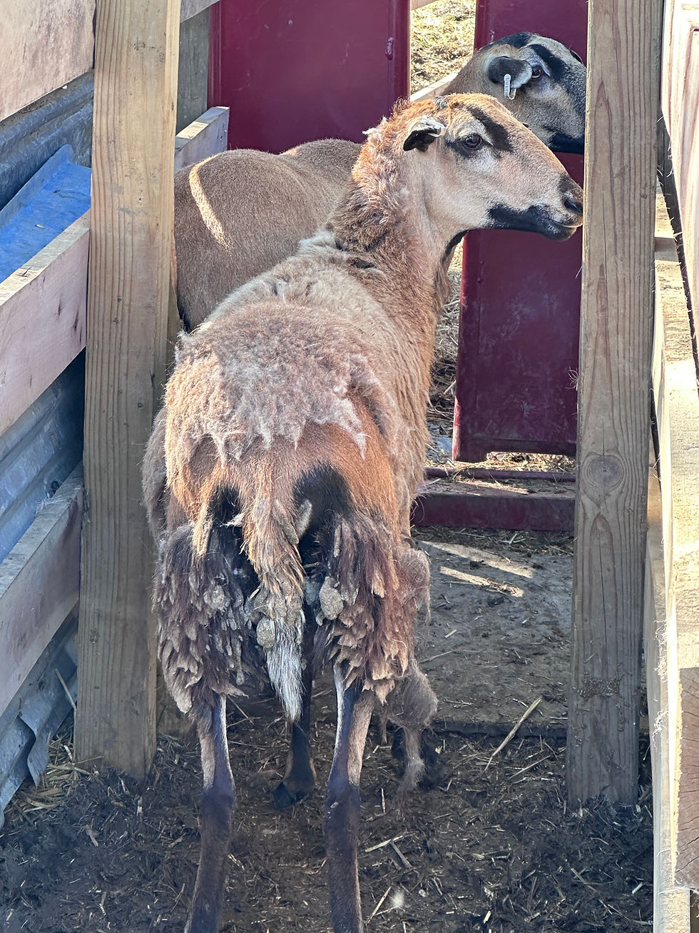 a great side by side comparison of a black belly up on the left that shed appropriately and the other one who still needs a little help taking off her winter coat