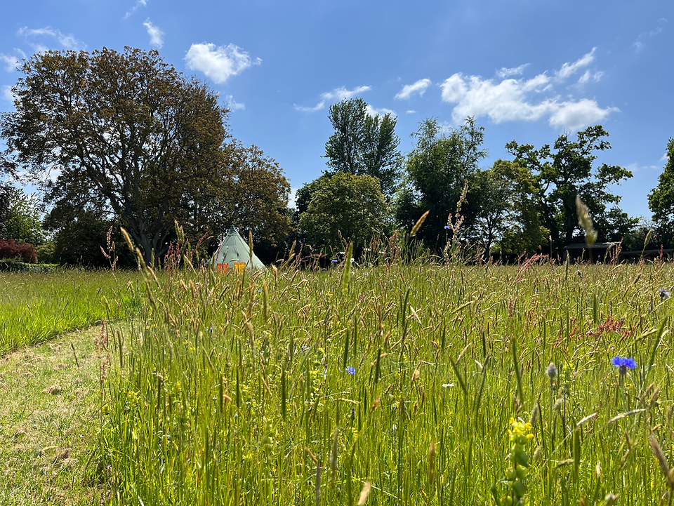 Wildflowers and meadow camping