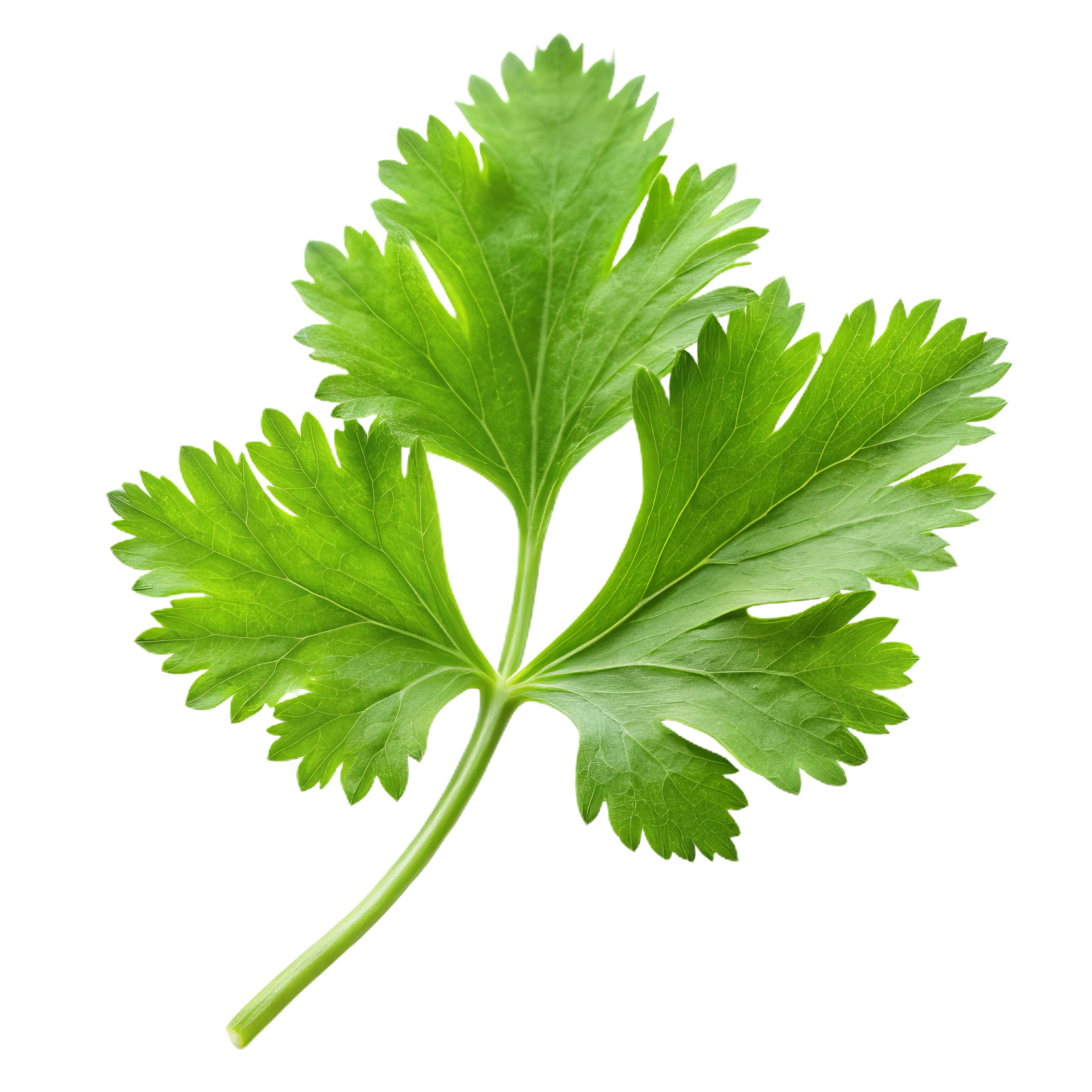 vecteezy_fresh-green-coriander-leaf-with-delicate-serrated-edges_52546156.png