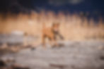 DSC09894-Bearbeitet_web.jpg