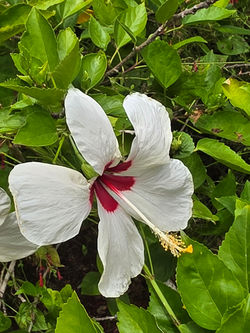 Hibiscus in Garden