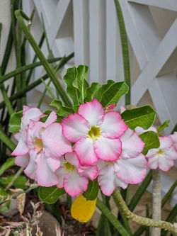 Desert Rose in Garden