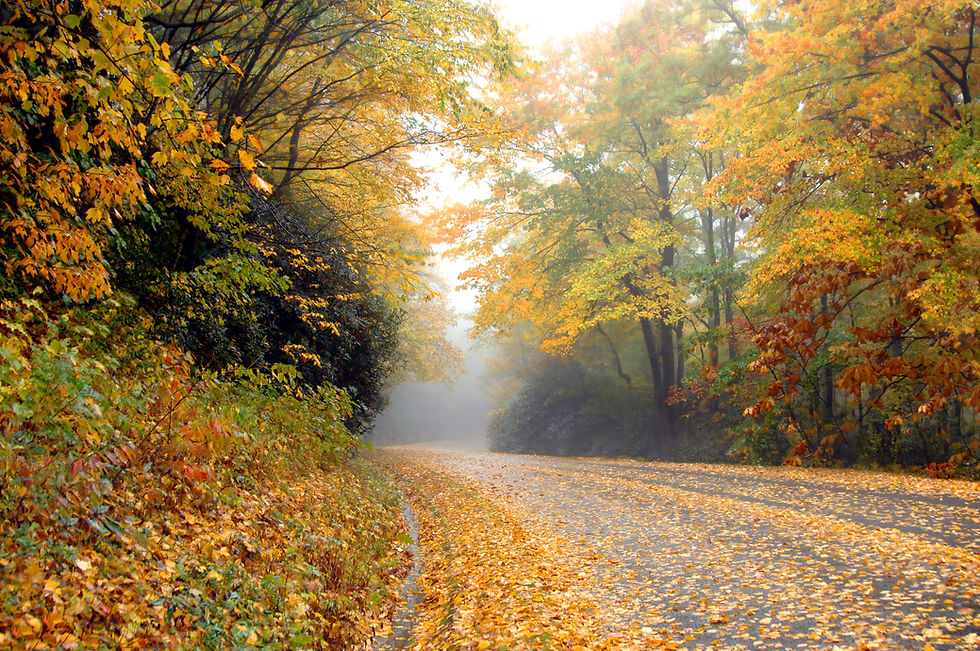 Along the Blue Ridge Parkway