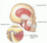 Muscles of the head and jaw