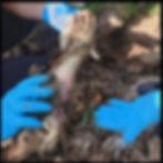 Forensic scientists picking up burned remains of a body