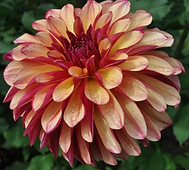 image27.png