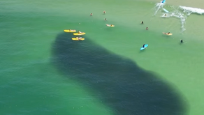 Cardumes de manjubinhas nas praias do Rio, do encantamento ao alerta! 