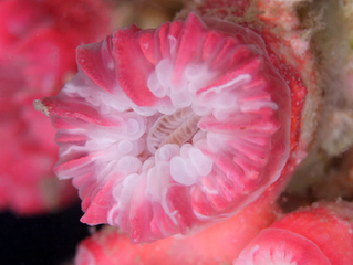 Nova espécie de coral no Brasil