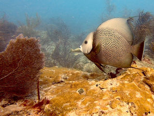 Dive Against Debris em Miami
