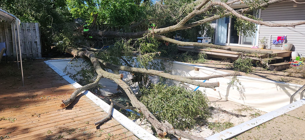 storm downed tree pool.jpg