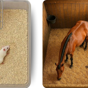 מי מקבל יותר חופש לתנועה, סוס או חולדת מעבדה?