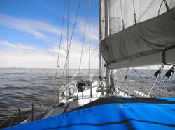 Arctic Tern, Greenland