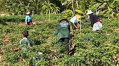 ท้องฟ้าสีฟ้าคราม