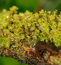 plano detalle de césped. Conexión con la naturaleza