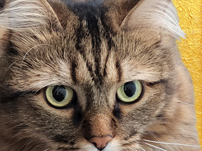 The Better Cleaners Cat!