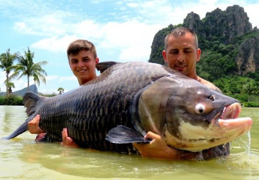 giant siamese carp
