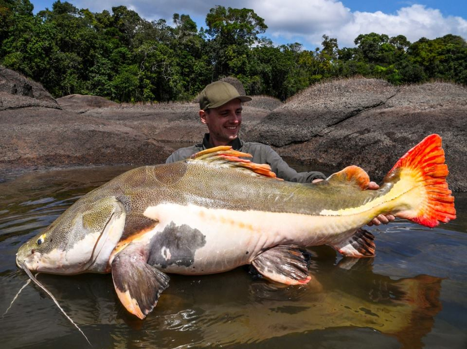 world record redtail catfish