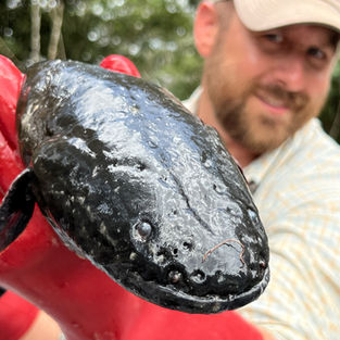 Electric eel fishing
