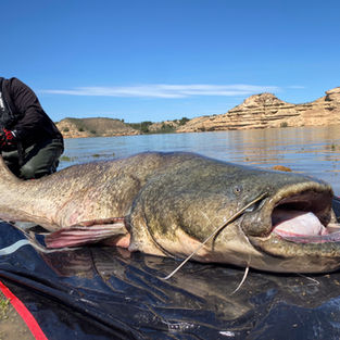 giant wels catfish