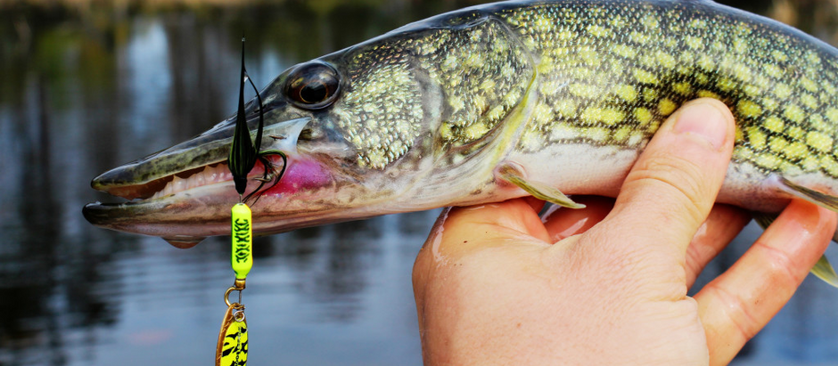 The Chain Pickerel
