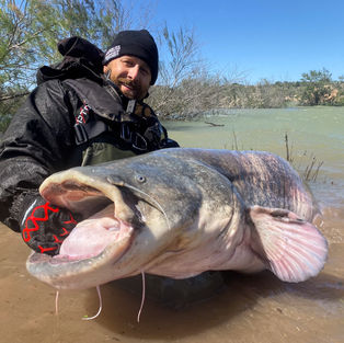 giant wels catfish